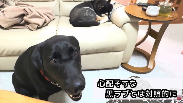 同居犬・銀河くんはオロオロ…