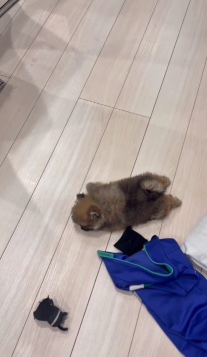 行き倒れの子犬が！