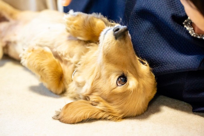 仰向けで寄り添う犬