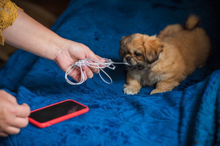 コードをかじる子犬