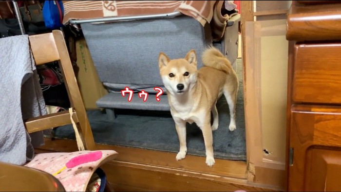 カメラを見つめる犬