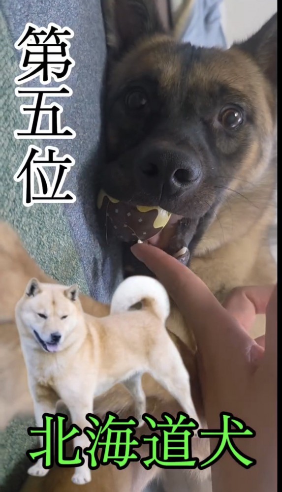 おもちゃで遊ぶ犬
