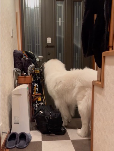 玄関前で待つ超大型犬