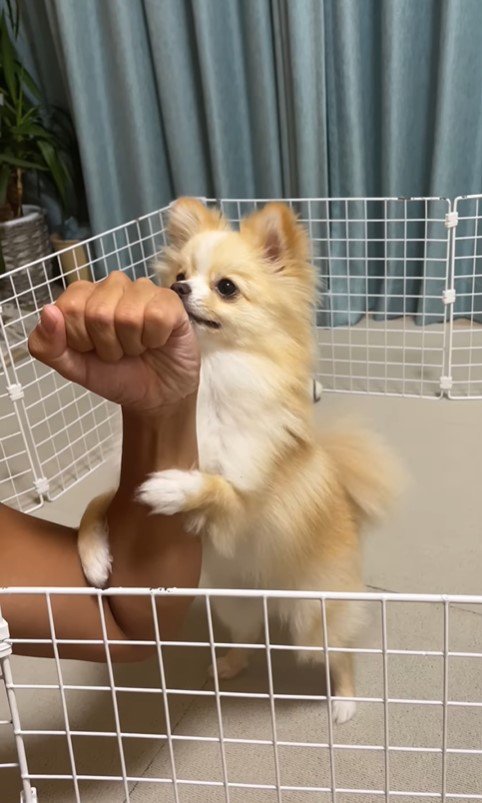 逮捕するコハクちゃん8