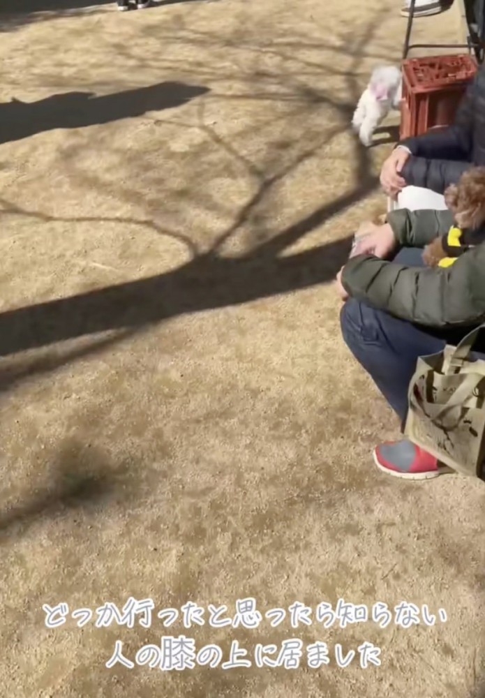 このトイプードルは…