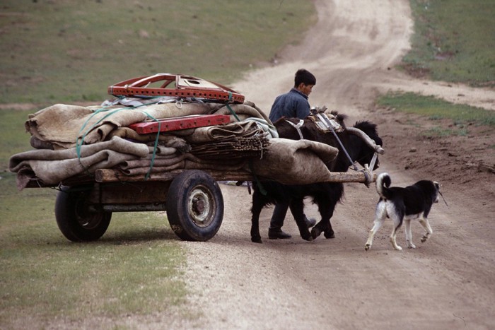 荷馬車と歩く犬