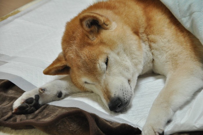 ペットシートの上に寝ている柴犬