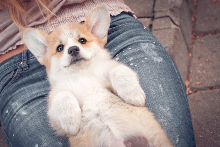 膝の上で仰向けになるコーギーの子犬