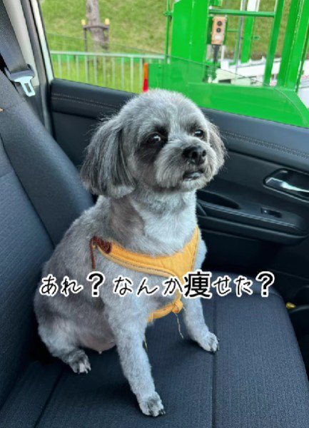 やっぱり人間っぽい