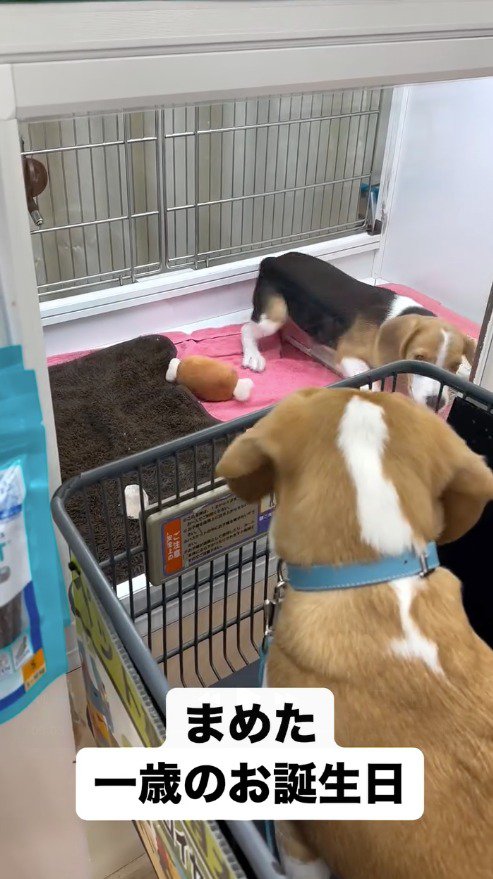 ケージの中を走り回る子犬