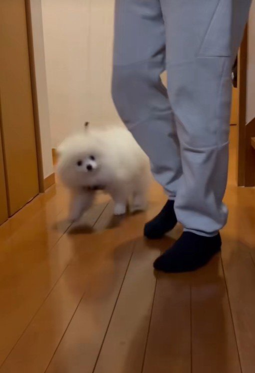 普通に歩いています!