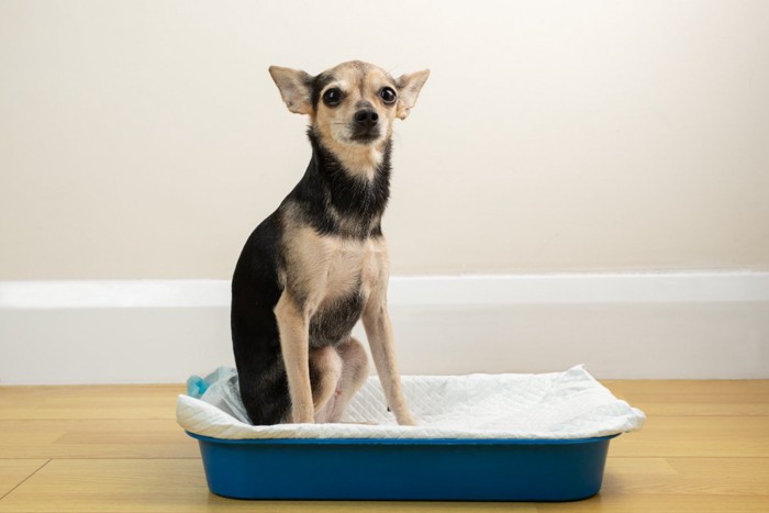 トイレに座る犬