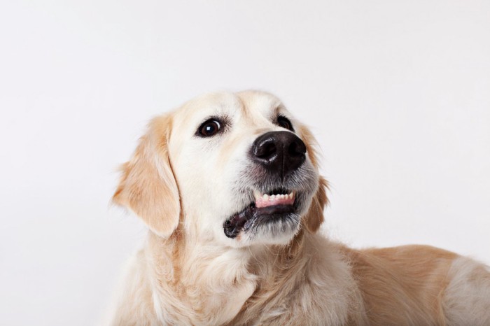 警戒するような顔をする犬