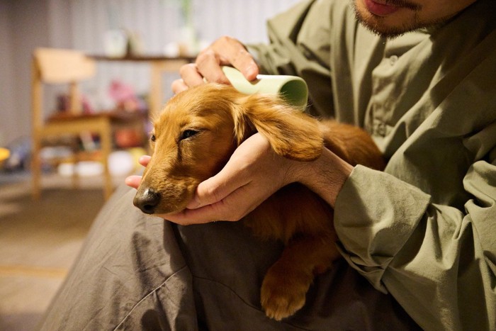 ブラッシングされている犬