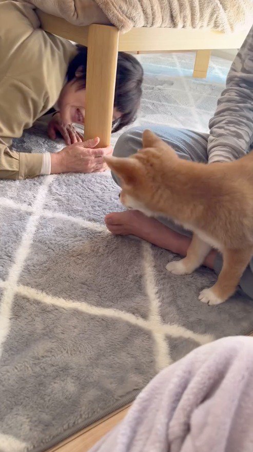 遠くから女性を見つめる子犬