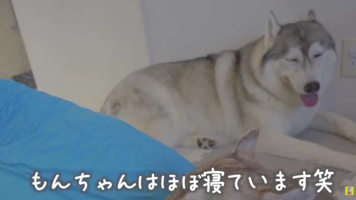 もんちゃんは限界！？