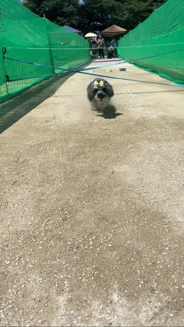 運動神経抜群な犬