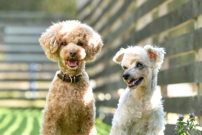 2頭の笑顔の犬