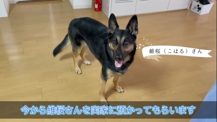 カメラ目線の犬