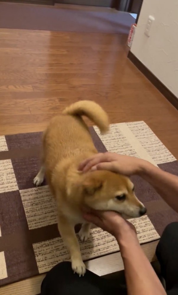ナデナデ