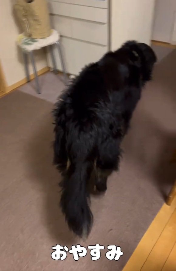 寝床に向かうリンちゃん