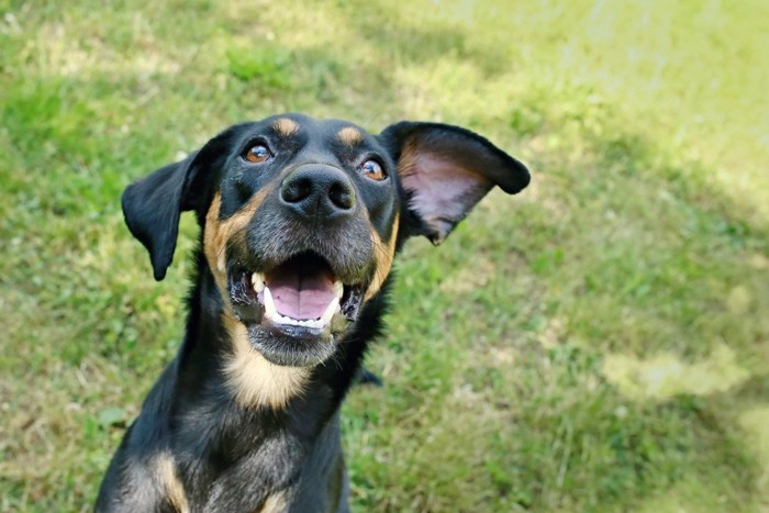 耳を広げる犬