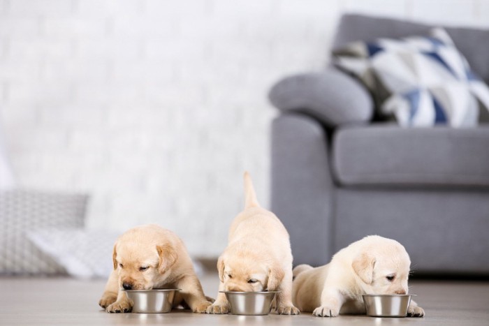 ごはんを食べる子犬たち