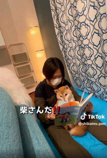 柴犬に反応するポンさん