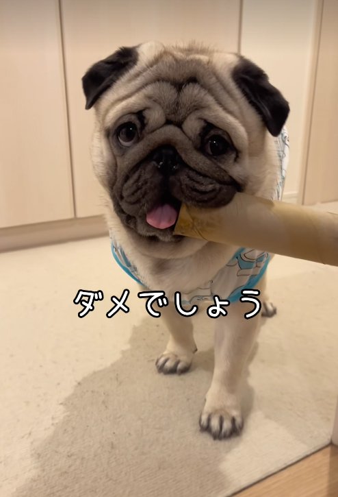 筒を咥えている小型犬