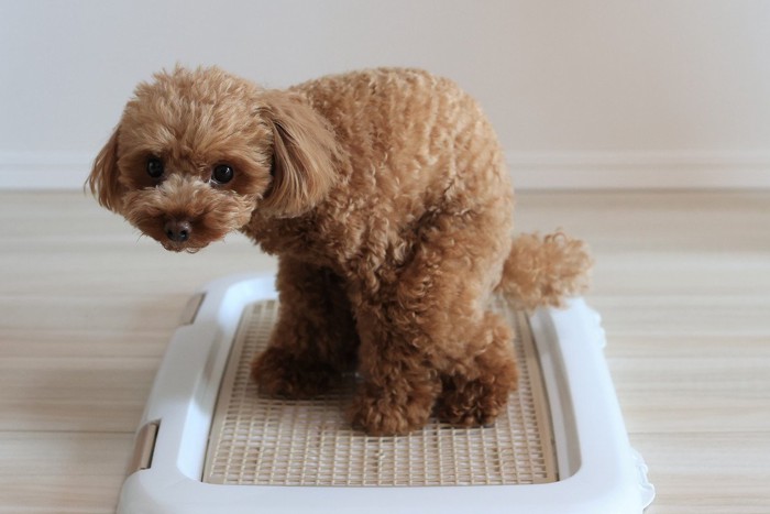 茶のトイプードル