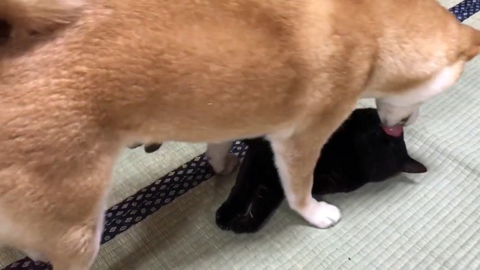 お顔をペロペロ♡
