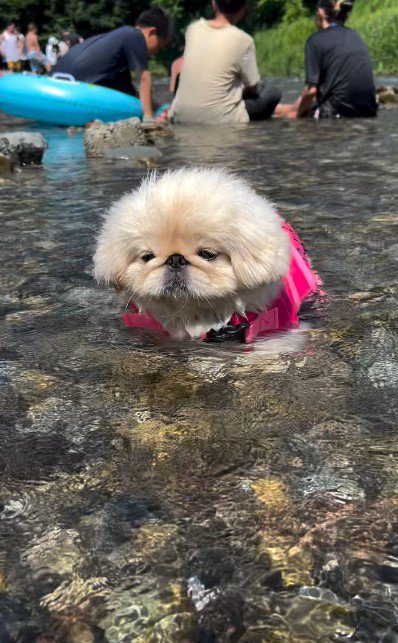 川遊びに行ったら…