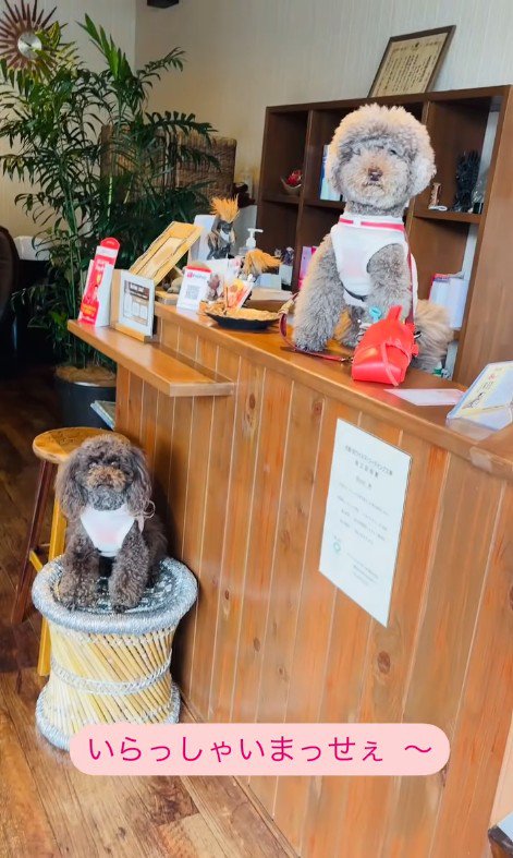 看板犬のジュプンちゃん&ブンガちゃん2