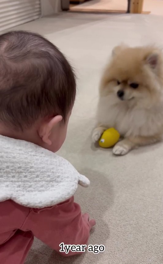 赤ちゃんとおもちゃを持っている犬