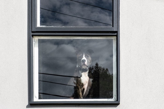 窓から外を眺めている犬