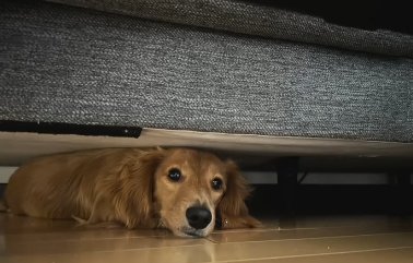 ソファの下に潜り込むカニヘンダックスフンド