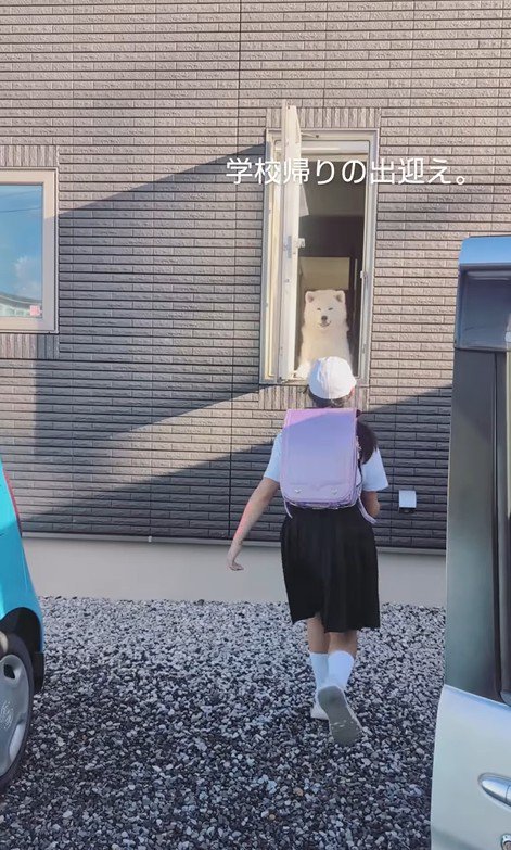 秋田犬のお見送りとお出迎え4