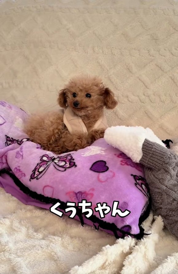 トイプードルのくぅちゃん