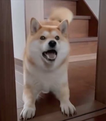 プレイバウ