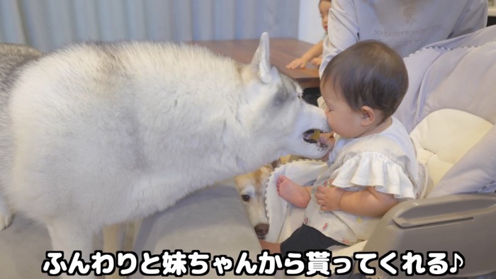 赤ちゃんの持っているおやつに顔を近づける犬