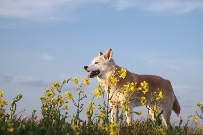 犬と花