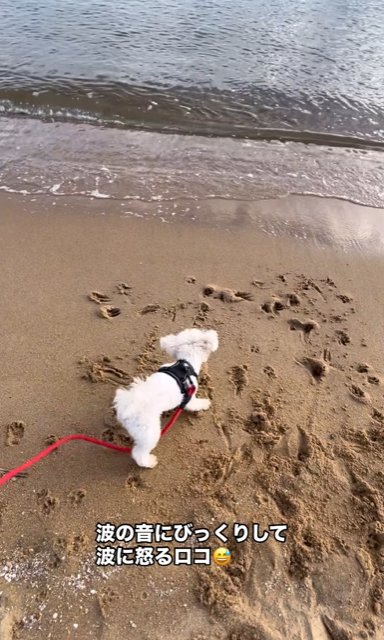 海に向かって吠えまくる全盲の小型犬