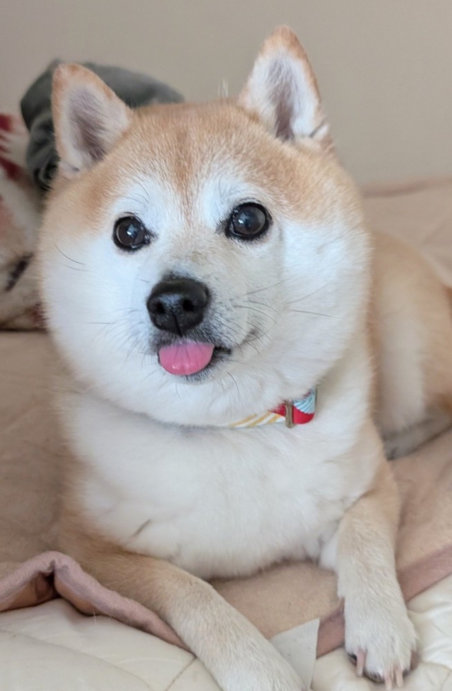 豆柴