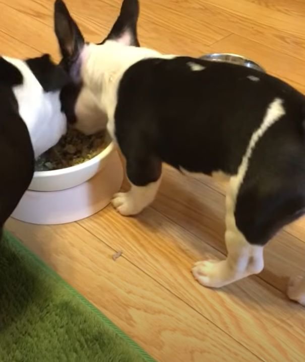 ご飯を食べる犬2匹