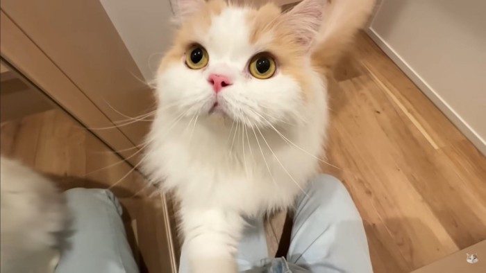 飼い主さんとポテチくん＆レモンさんの再会4