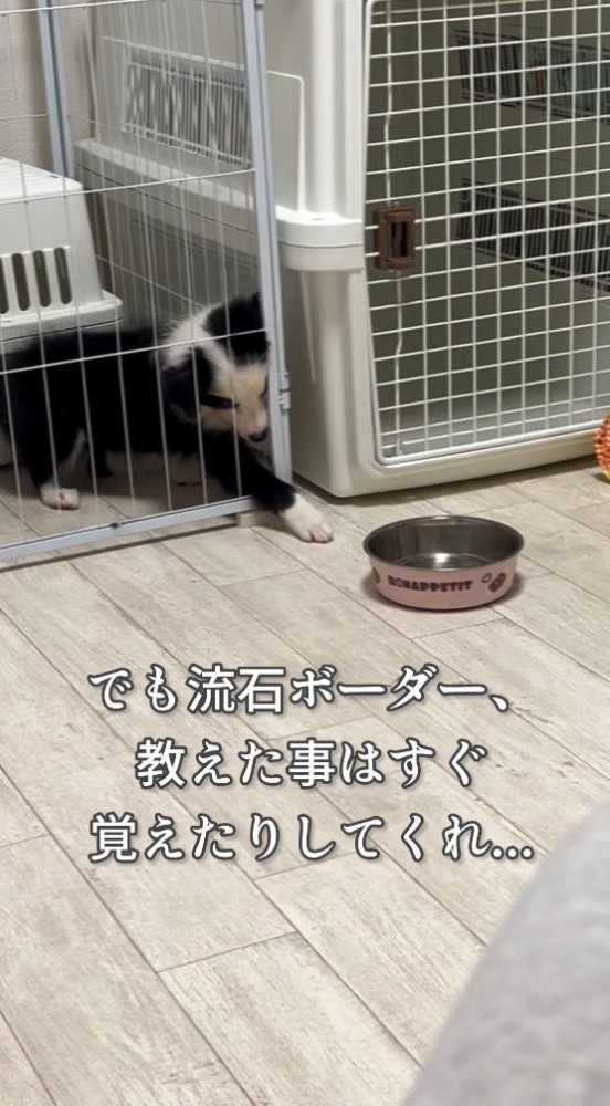 サークルの柵の間から前足を出す犬