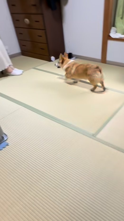 ママさんのもとへ駆けつけるコーギー