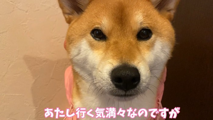 諦めていないご様子
