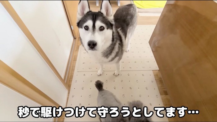 飼い主を凝視するハスキー犬