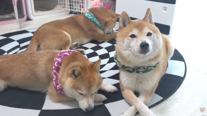 みんなで仲良くぬくぬく♪